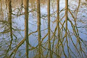 Deciduous Trees Reflection Imprime: Reflection of deciduous trees on the water surface