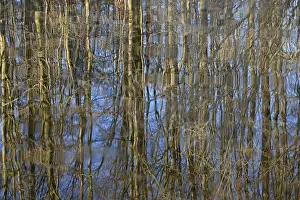 Deciduous Trees Reflection Imprime: Reflection of deciduous trees on the water surface