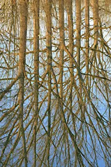Blue Sky Waterfront Scene Imprime: Reflection of deciduous trees on the water surface
