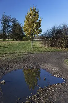 Deciduous Tree Autumn Color Imprime: Reflection of an Oak (Quercus) in a puddle