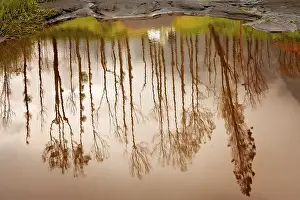 Impresiones de Reflejo de árboles altos en el estanque pequeño en otoño en Java, Indonesia Lago Imprime: Reflejo de árboles altos en el estanque pequeño en otoño en Java.