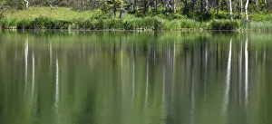 Summer Nature Photography Imprime: Reflection of trees in the lake
