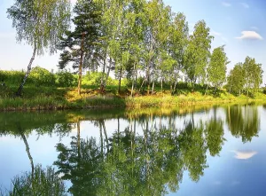 Tree Reflection In Water Imprime: Reflection of trees in the river