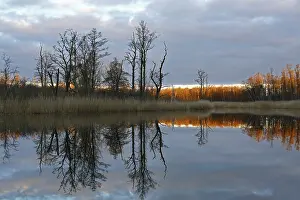 Evening Mood Germany Imprime: Reflection of trees in the water