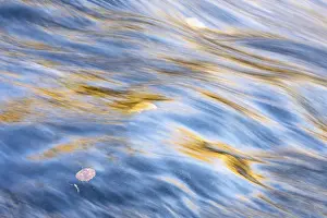 Lapland Sweden Imprime: Reflections in a rushing stream
