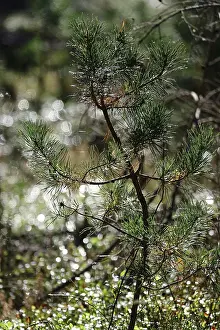 Ecofriendly Environment Protection Imprime: Reforestation, small pine tree