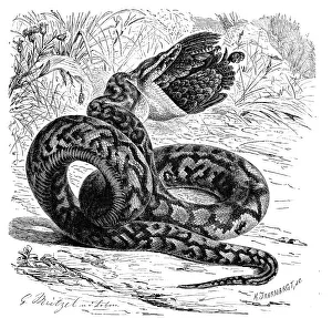 African Rock Python Imprime: Reptiles, african rock python (Python sebae)