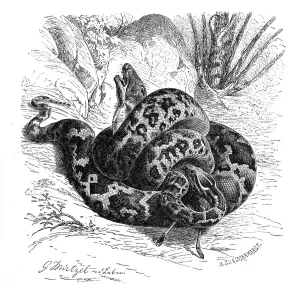 Snake Species Imprime: Reptiles, Bright indian python (Python molurus) is a species of snake in the python family