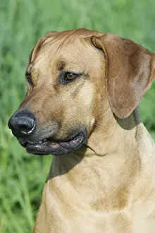 Domestic Dog Imprime: Rhodesian Ridgeback