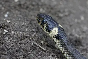 No People In The Wild Imprime: ring snake