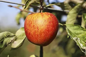 Deciduous Tree Fruit Imprime: Ripe apple on the tree