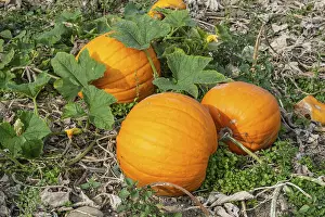 Scandinavian Farmland Imprime: Ripe pumpkins on a field in Loderup