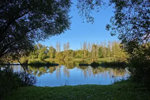 River Main Germany Imprime: River, Main, Trees, Reflection