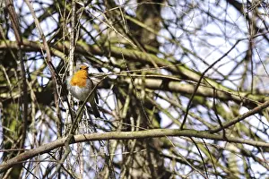 European Robin Germany Imprime: Robin in a tree, spring, Germany