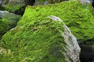 European Rock Formations Imprime: Rocks covered in algae, Corniche Basque