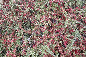 Central European Flora Imprime: Rockspray cotoneaster (Cotoneaster horizontalis)