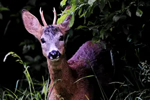 Roe Deer Imprime: Roe deer looking into the camera