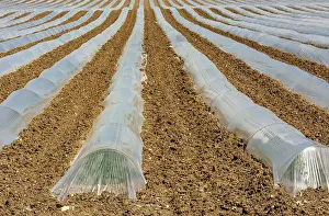 France Agricultural Landscape Imprime: Rows of crops underneath plastic