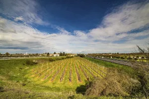 Agricultural Acreage Imprime: Rows of orchards in the countryside of Romagna