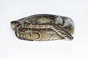 Royal Python Imprime: Royal python on an isolated studio background
