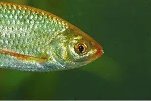 Freshwater Fish Images Imprime: Rudd