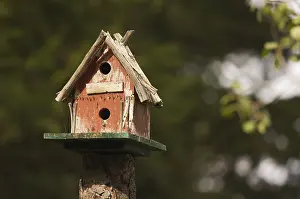 Bird Nesting Site Imprime: Rustic birdhouse amongst pine trees