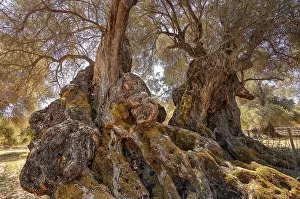 Olea Europaea Landscape Imprime: A rustic tree with a thick trunk