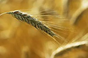 Autumn Harvest Imprime: Rye