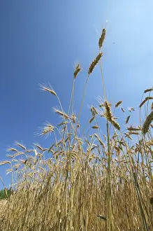 Rye Grain Imprime: Rye
