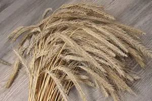 Deserted Farm Imprime: Rye sheaf