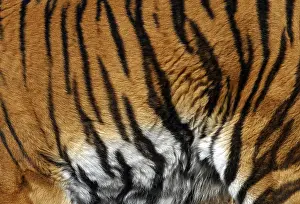 Predator Mammal Imprime: Sample of a tiger