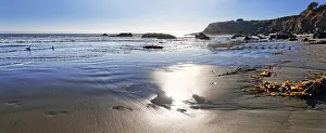 Daytime Coastal Landscape Photo Imprime: Sandy beach with brown algae (Phaeophyceae)