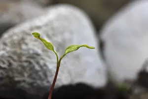 Deserted Daytime Plant Life Imprime: Sapling, shoot