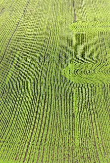 Rural Agricultural Landscape Imprime: Saw field with patterns in spring