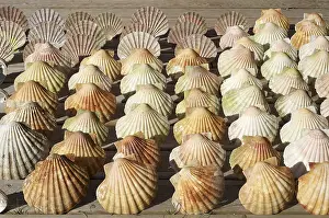 Seashell Decoration Imprime: Scallop shells