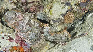 Imágenes fechadas el 3 de agosto de 2024: Scorpionfish print sandy seabed