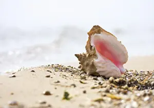 Seashell Photography Imprime: Seashell