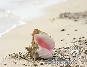 Mollusc Images Imprime: Seashell