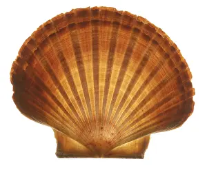 Concha Imprime: Seashell