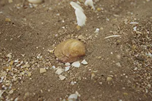 Seashell Background Imprime: Seashell on the background of sand and crushed shells