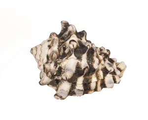Isolated Seashell Imprime: Seashell isolated on white background