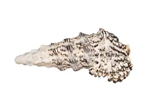 Concha Imprime: Concha de mar aislada en fondo blanco.