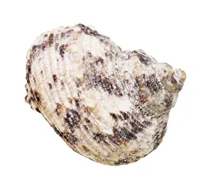 White Background Seashell Imprime: Seashell of snail shells individually on white background
