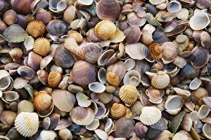 Bivalve Shells Imprime: Seashells and pebbles