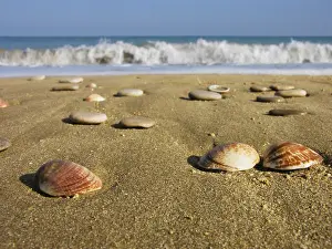 Coastal Landscape Imprime: Seashells in the sand