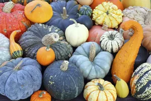 Pumpkin Nutrition Facts Imprime: Selection of different varieties of pumpkin