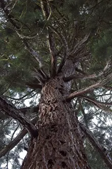 Nature Flora Photography Imprime: Detail of sequoia