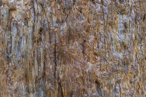 Tree Trunk Patterns Imprime: Sequoia bark (Sequoioideae), tree bark