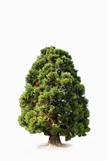 Pinales Plant Species Imprime: Sequoia (Sequoioideae)