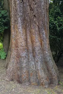 Sequoia Tree Trunk Imprime: Sequoia (Sequoioideae), tree trunk